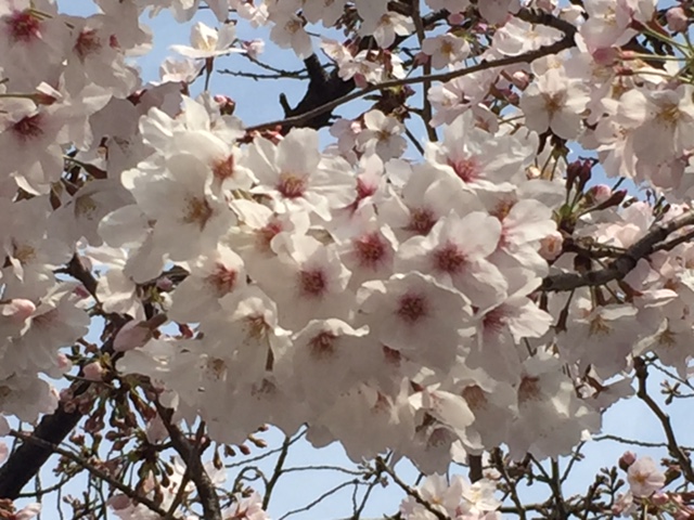 20170407 ohanami(2)