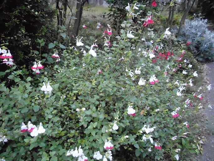 DSCN2694